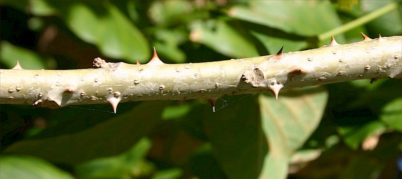 Erythrina × sykesii