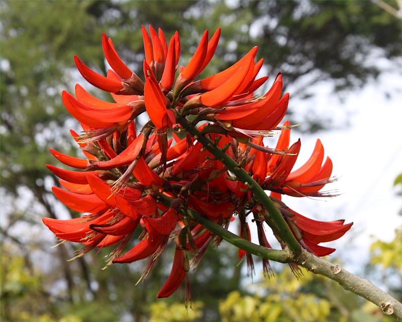Erythrina × sykesii