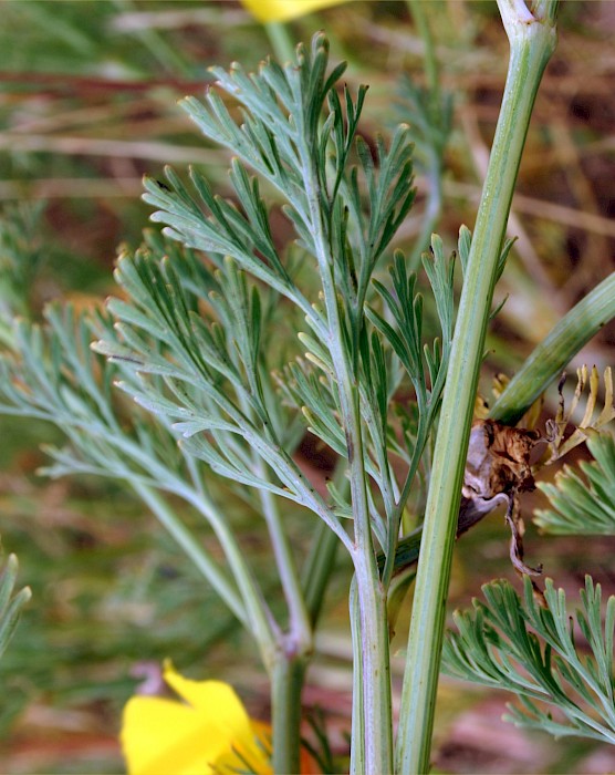 Eschscholzia californica
