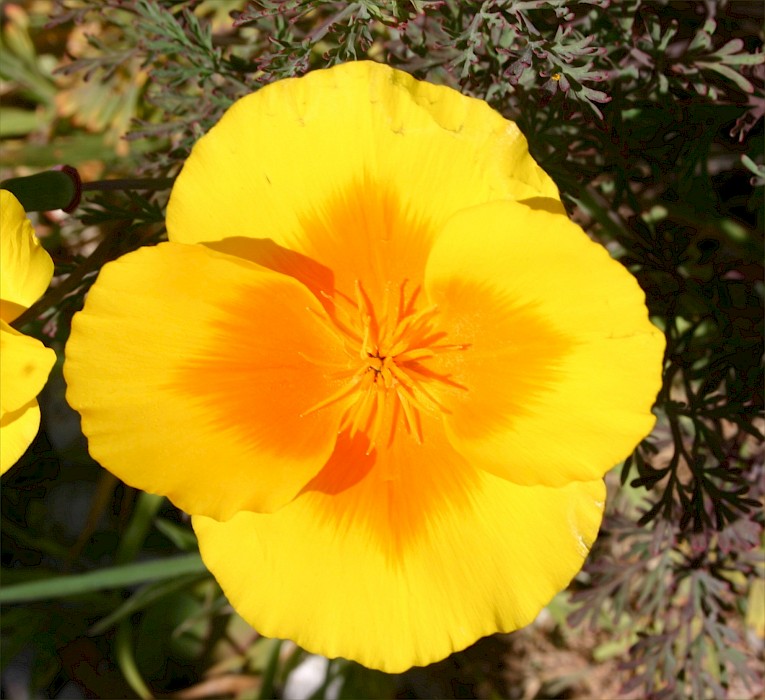 Eschscholzia californica