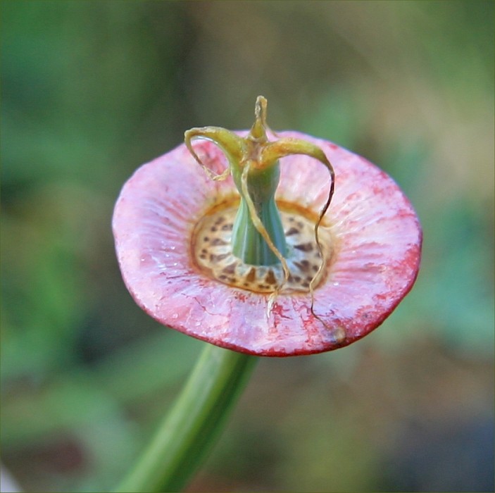 Eschscholzia californica