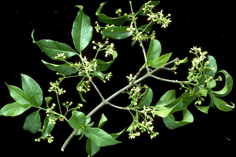 Euonymus europaeus