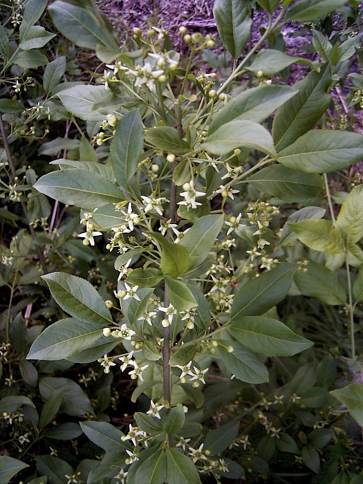 Euonymus europaeus