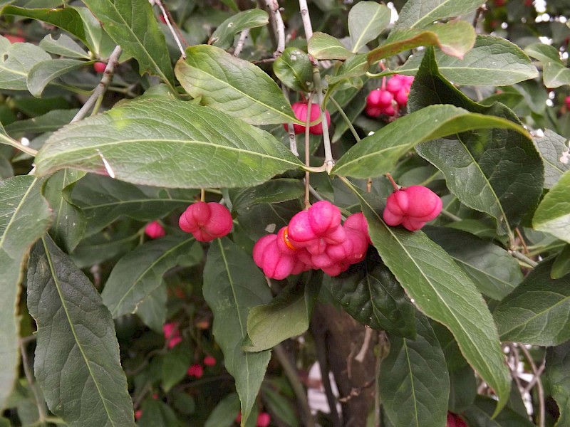 Euonymus europaeus