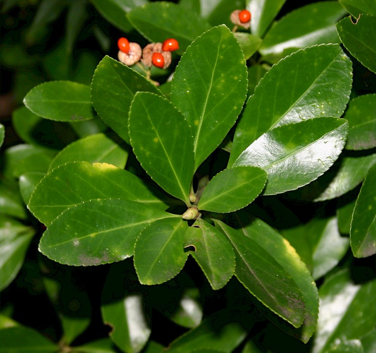 Euonymus japonicus