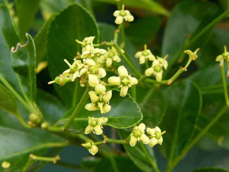 Euonymus japonicus