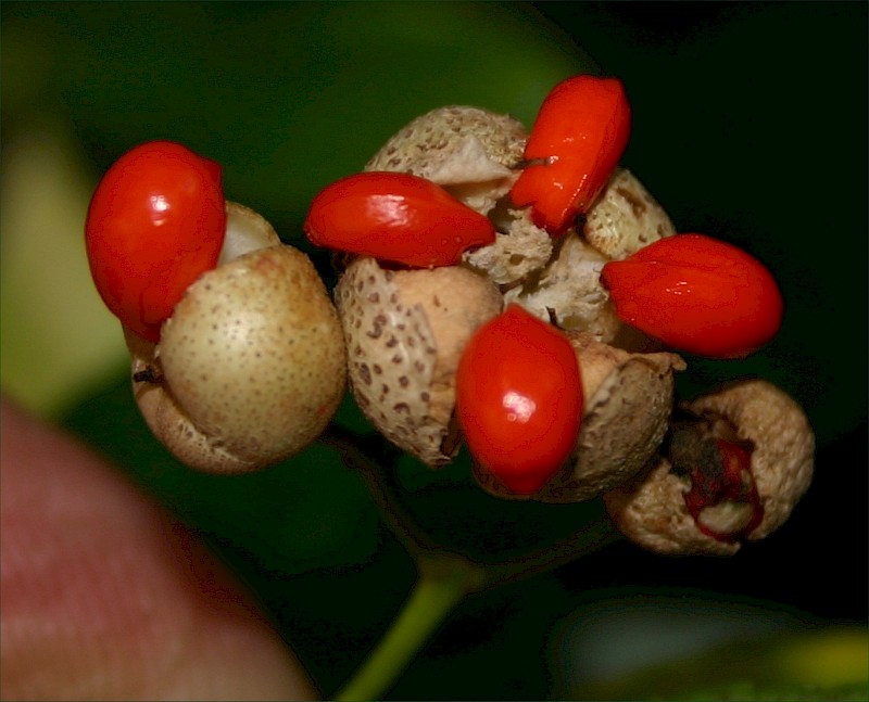Euonymus japonicus