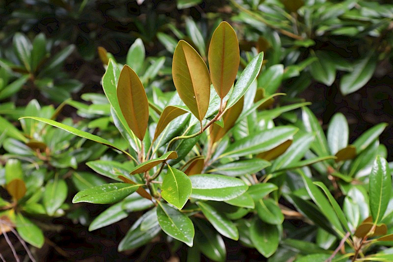 Ficus rubiginosa