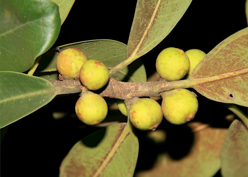 Ficus rubiginosa