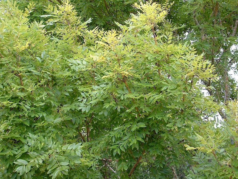 Fraxinus excelsior