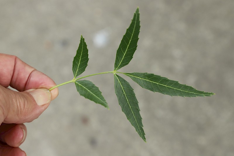 Fraxinus excelsior