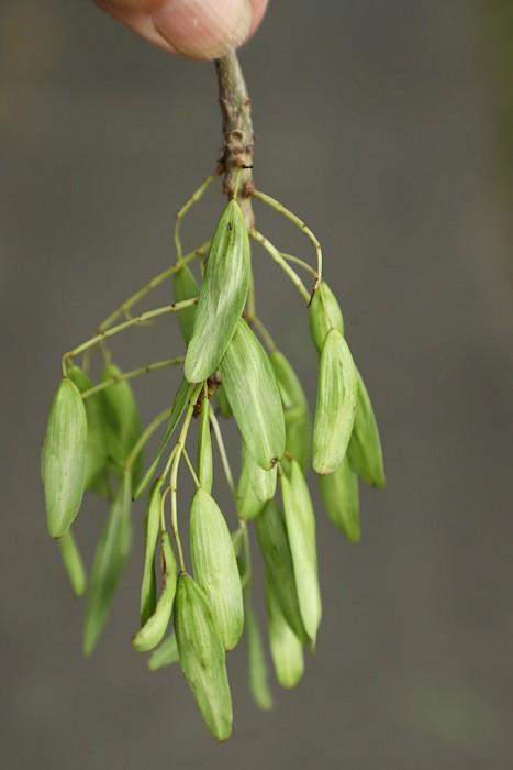 Fraxinus excelsior