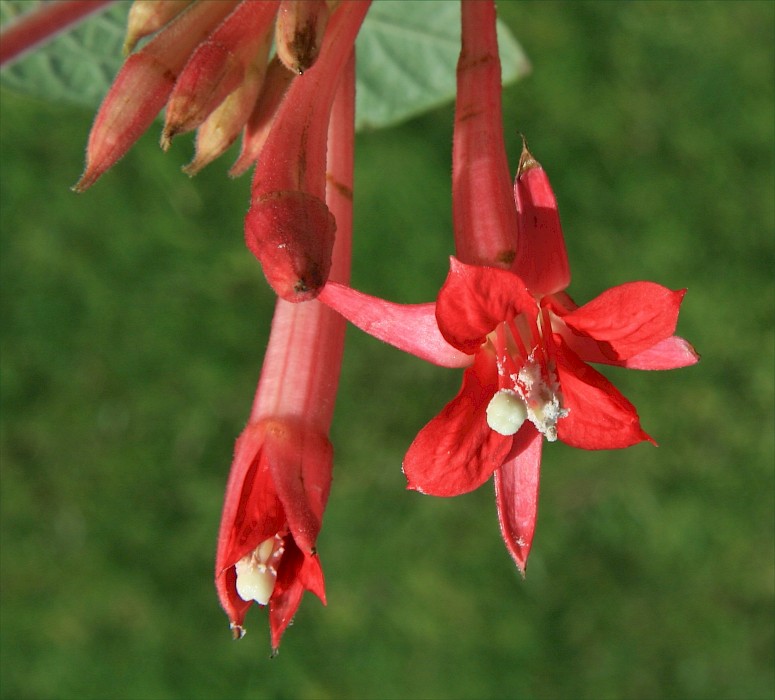 Fuchsia boliviana
