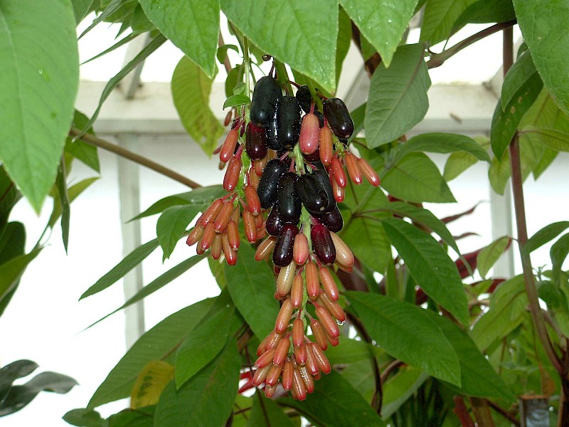 Fuchsia boliviana