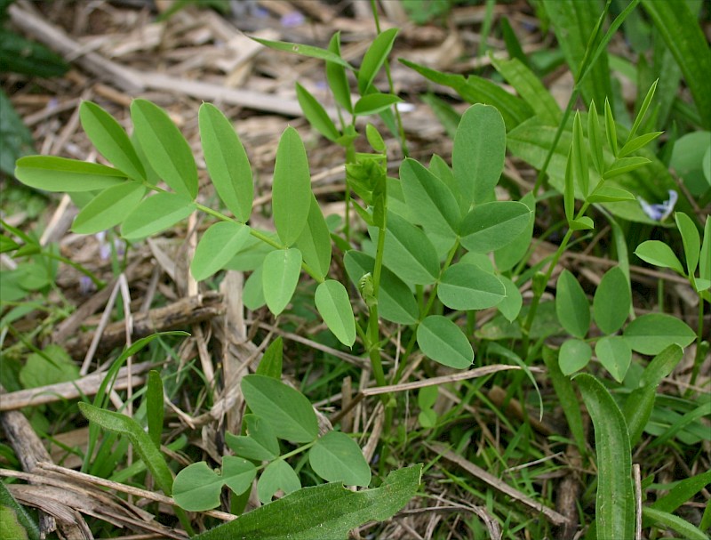 Galega officinalis