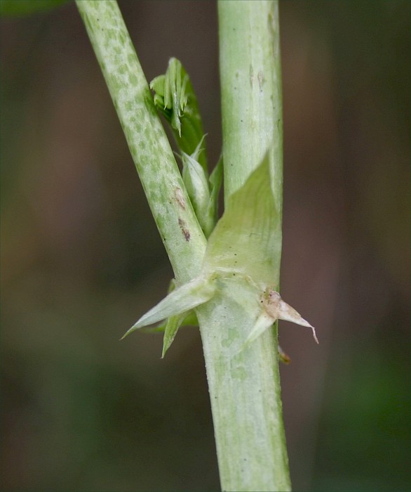 Galega officinalis