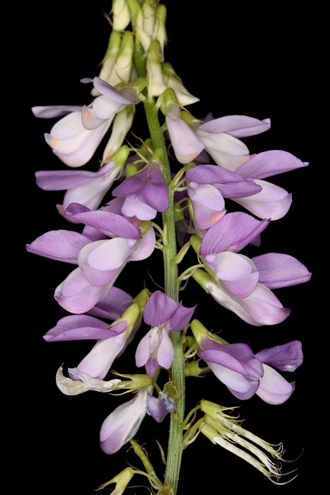 Galega officinalis