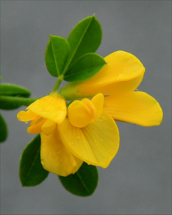 Genista monspessulana