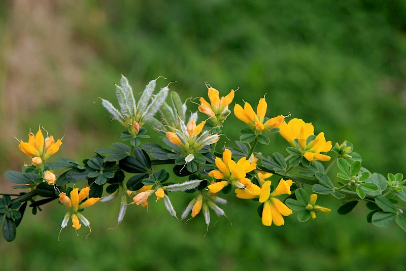 Genista monspessulana