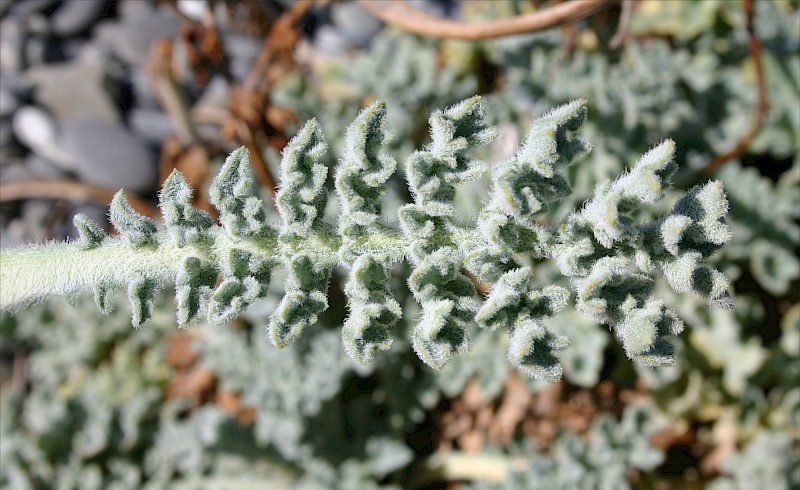 Glaucium flavum