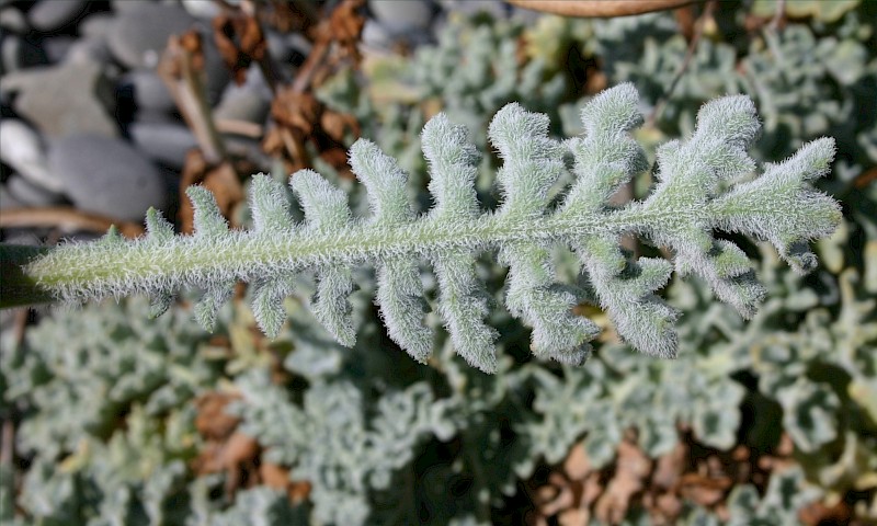 Glaucium flavum