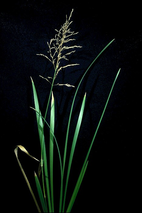 Glyceria maxima