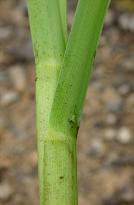 Glyceria maxima