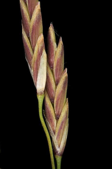 Glyceria maxima