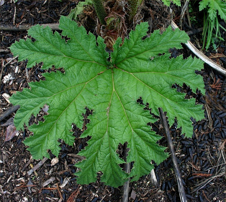 Gunnera tinctoria