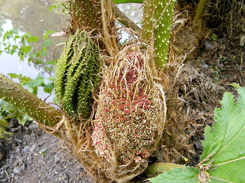 Gunnera tinctoria