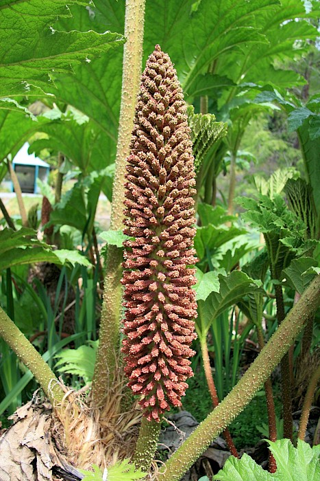 Gunnera tinctoria