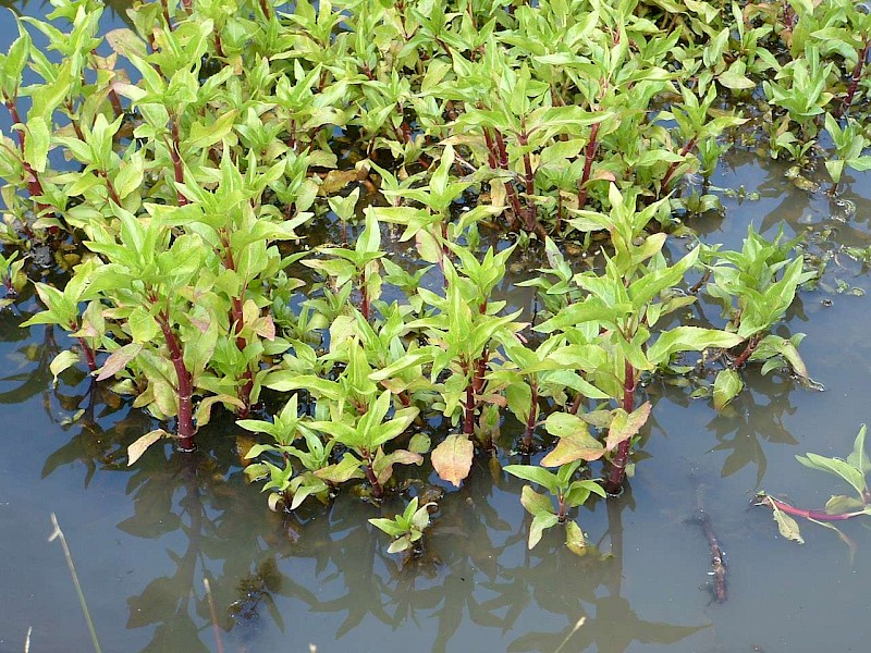 Gymnocoronis spilanthoides