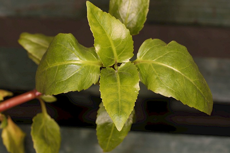 Gymnocoronis spilanthoides