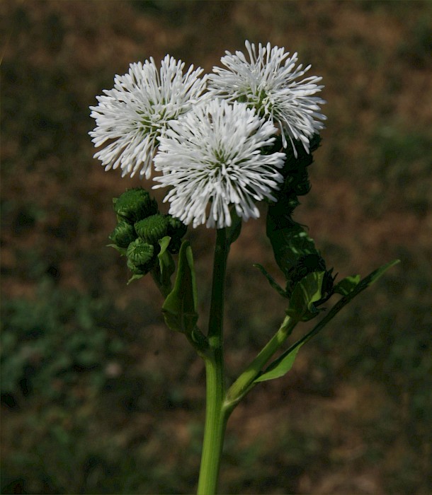 Gymnocoronis spilanthoides