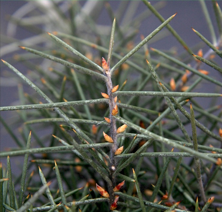 Hakea gibbosa