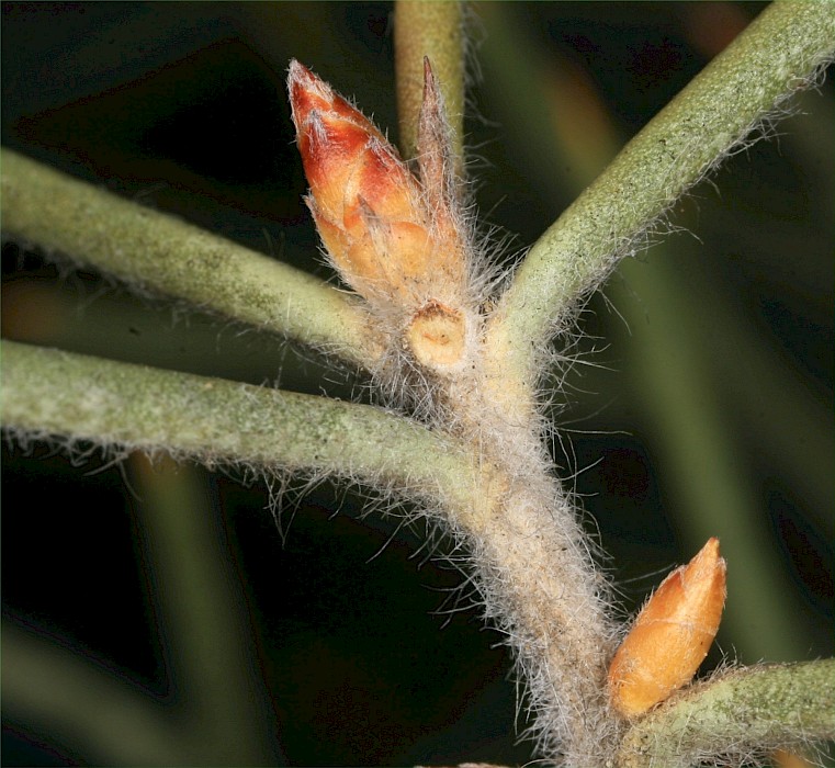 Hakea gibbosa