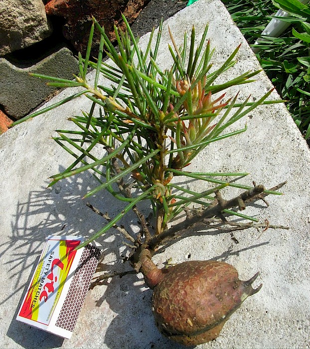 Hakea gibbosa