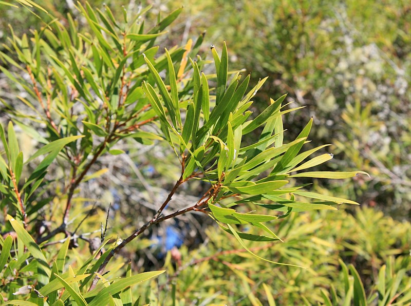 Hakea salicifolia