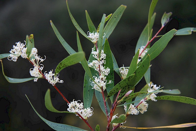 Hakea salicifolia