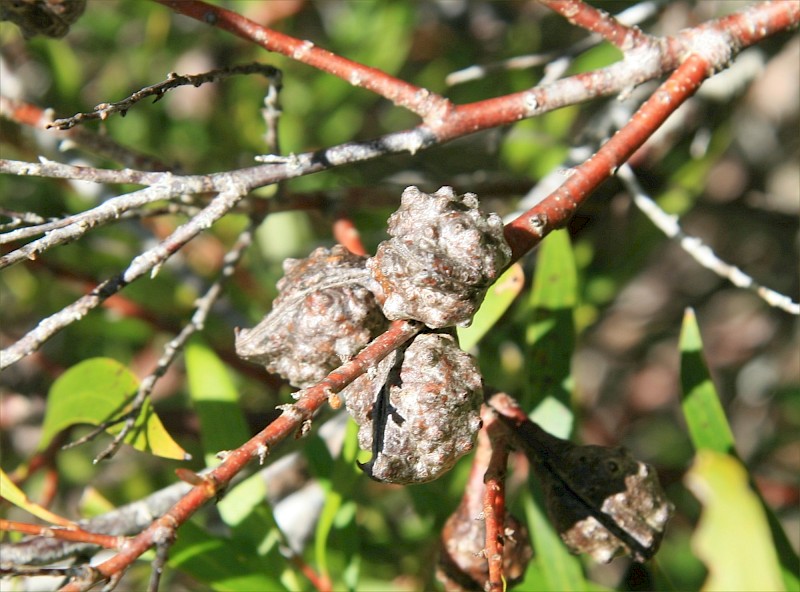 Hakea salicifolia