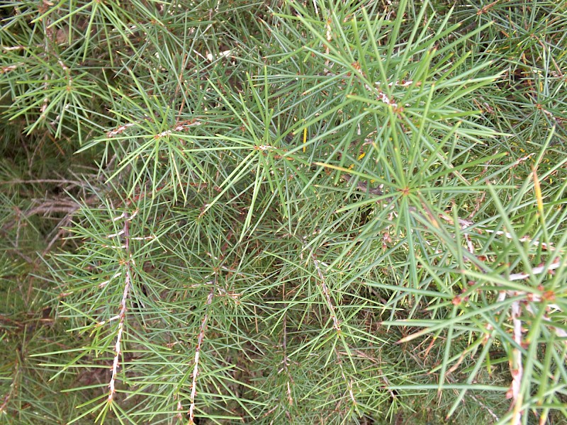 Hakea sericea