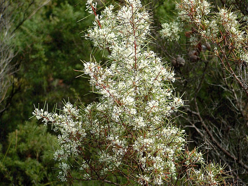 Hakea sericea