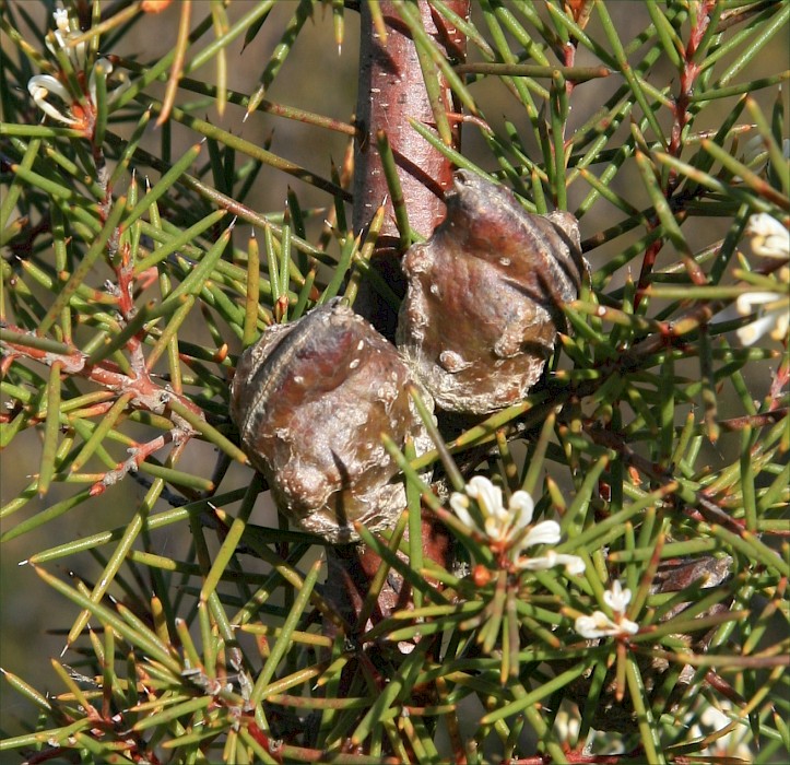 Hakea sericea