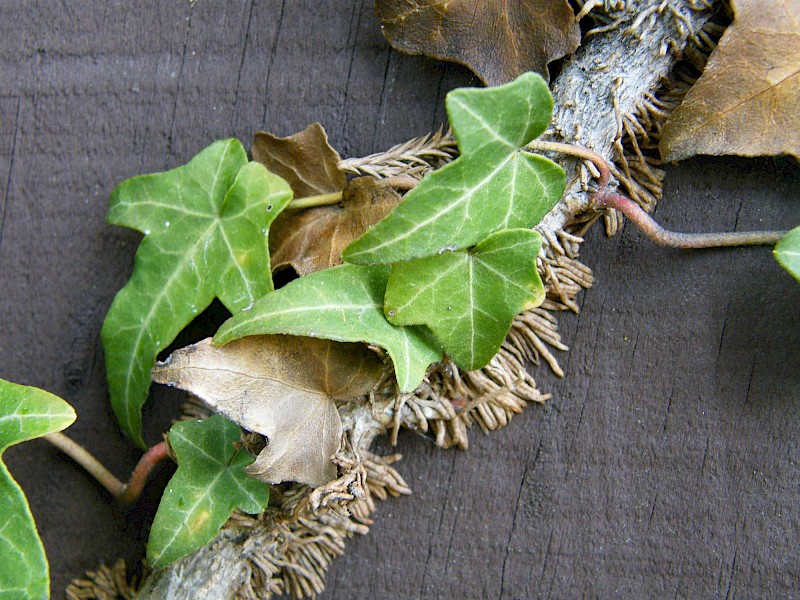 Hedera helix