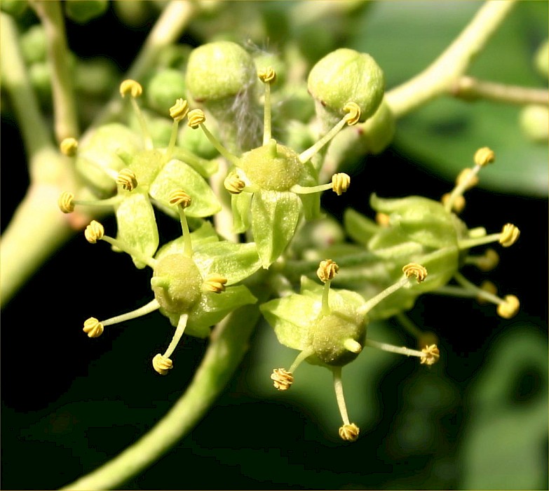 Hedera helix