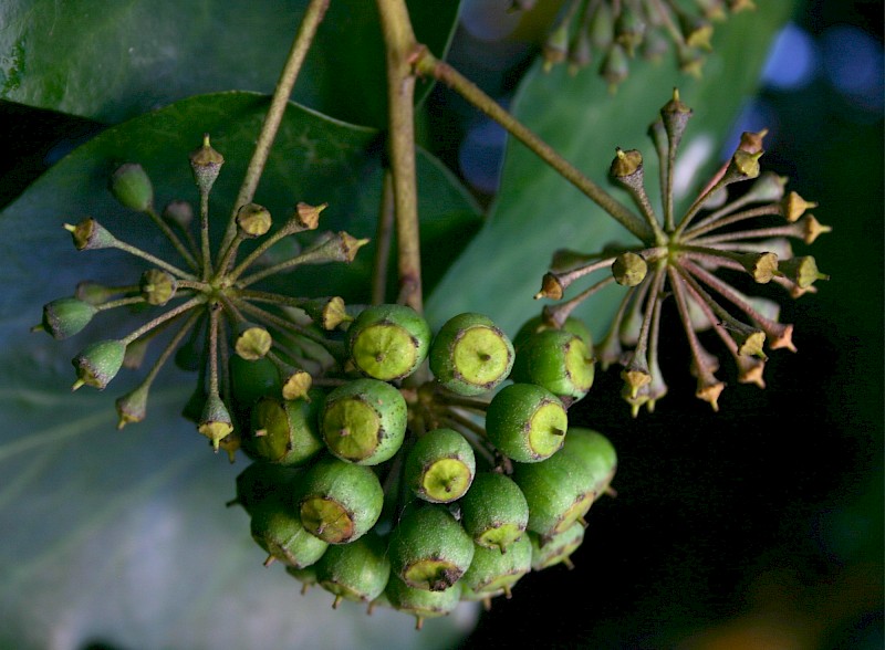 Hedera helix