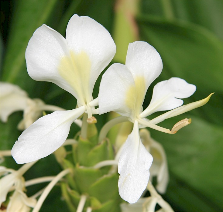 Hedychium flavescens