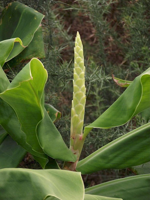 Hedychium flavescens