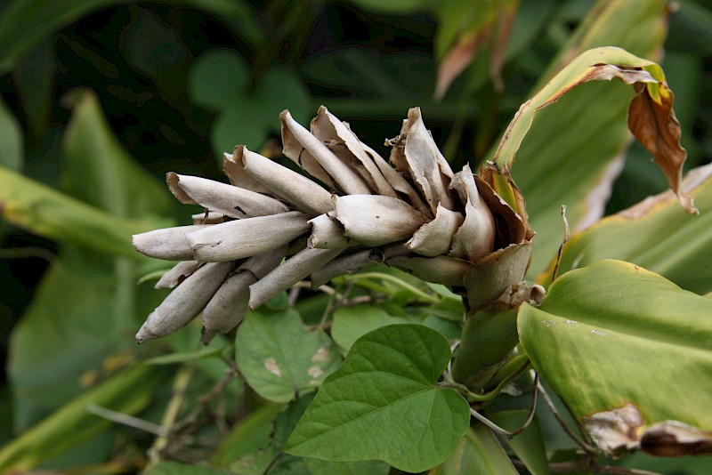 Hedychium flavescens