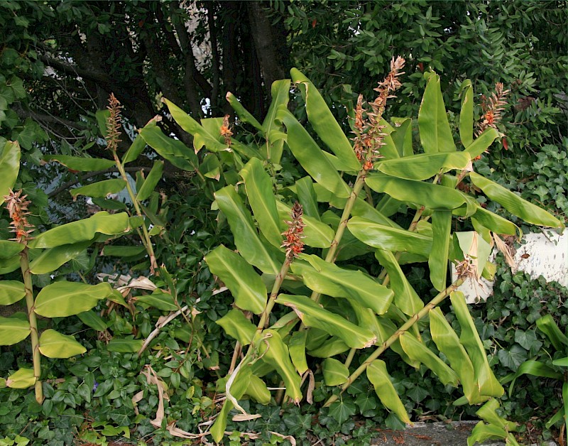 Hedychium gardnerianum